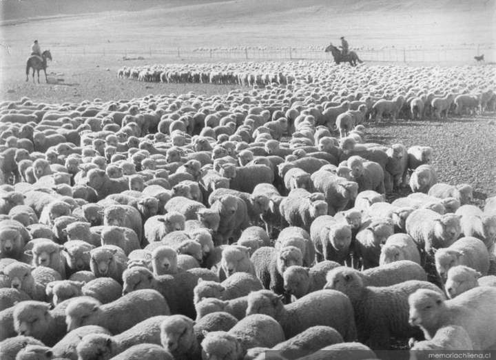 La economía ovejera en Magallanes (1876-1930)