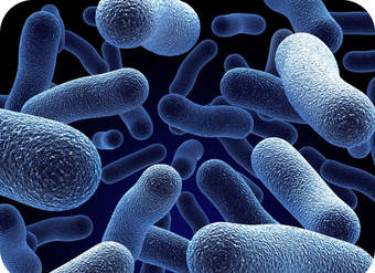 Células Procariotas y Eucariotas