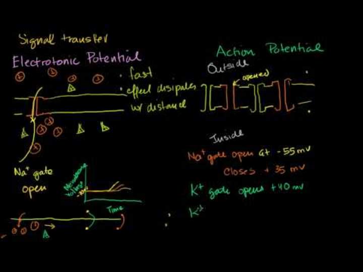 Potenciales electrotónicos y de acción