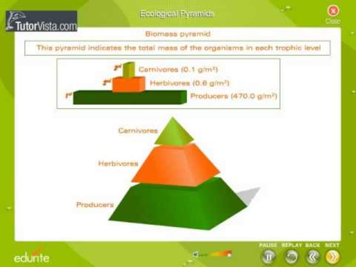 Pirámide ecológica