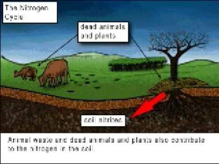 La animación del ciclo del nitrógeno
