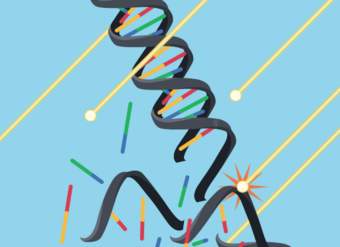 Mecanismos de evolución: ¿cómo surge la variedad?