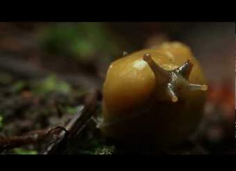 Babosas de plátano sin pelar: ciencia en el lugar