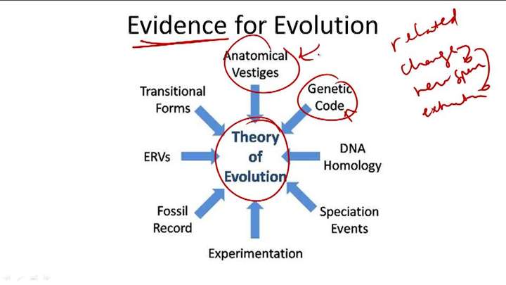Evidencia de evolución - Ejemplo 6