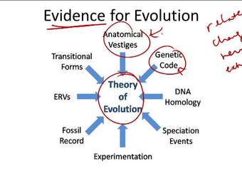 Evidencia de evolución - Ejemplo 6