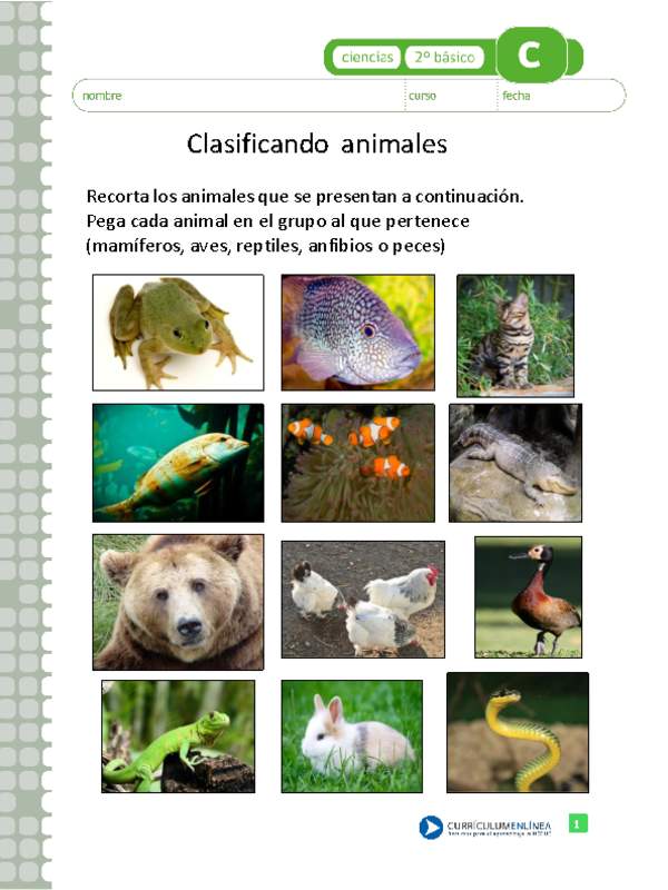 Clasificando animales