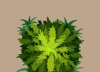 Una planta con más cromosomas que tú
