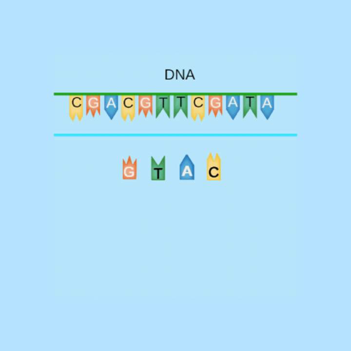 ¡Construye la cadena de ADN complementaria!