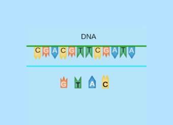 ¡Construye la cadena de ADN complementaria!