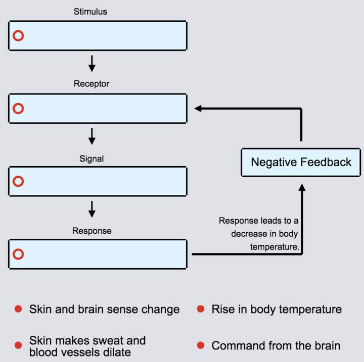 Homeostasis