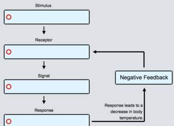 Homeostasis