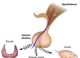 El hipotálamo y la glándula pituitaria - Avanzado