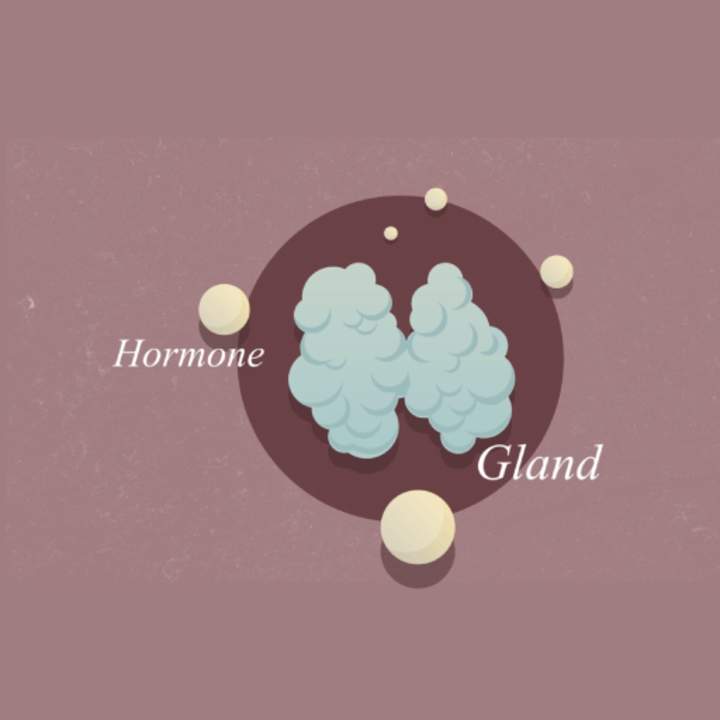 ¿Qué son las hormonas?