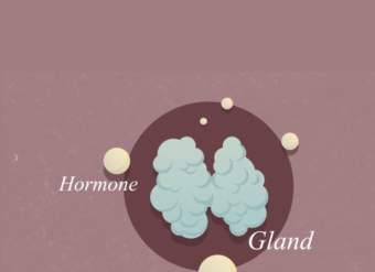 ¿Qué son las hormonas?