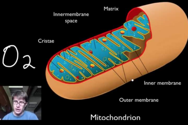 Fotosíntesis y Respiración