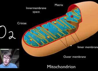 Fotosíntesis y Respiración