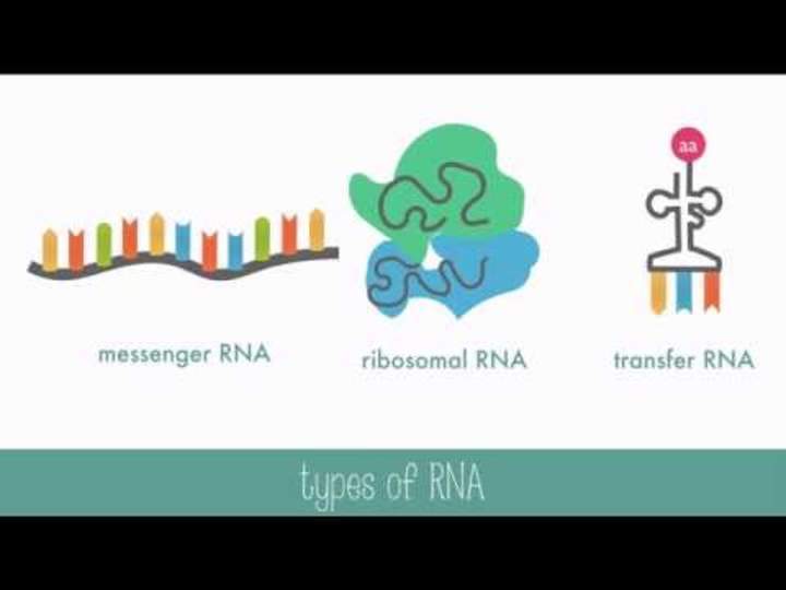 ADN versus ARN