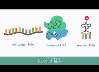 ADN versus ARN