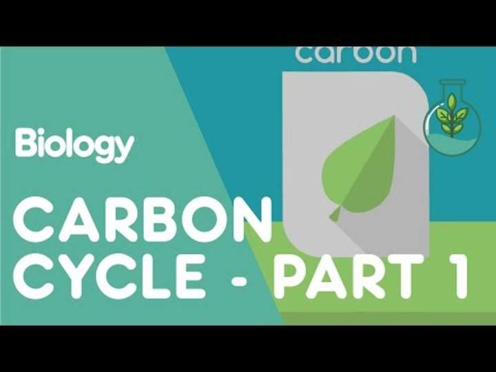 ¿Qué es el ciclo del carbono?