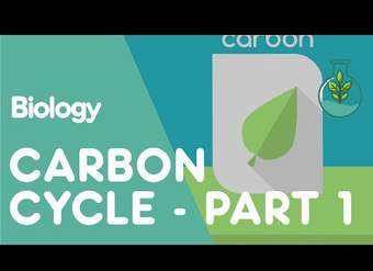 ¿Qué es el ciclo del carbono?