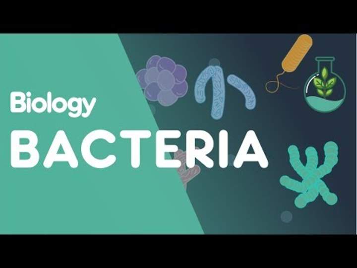 Estructura de las bacterias