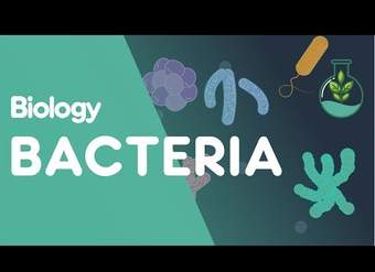 Estructura de las bacterias