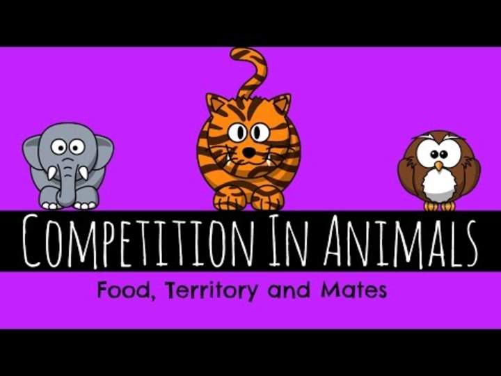 Competencia en animales: comida, territorio y compañeros