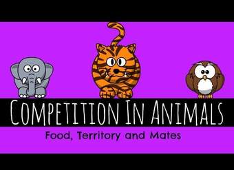 Competencia en animales: comida, territorio y compañeros