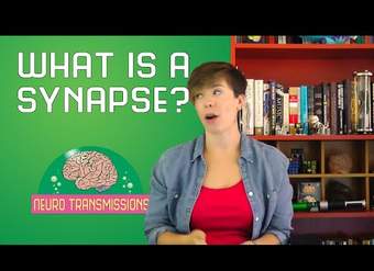 ¿Qué es una sinapsis?