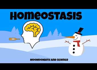 ¿Por qué es importante la homeostasis?