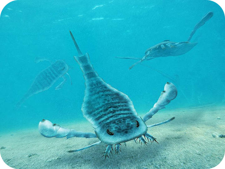 Evolución de los eucariotas a la vida multicelular