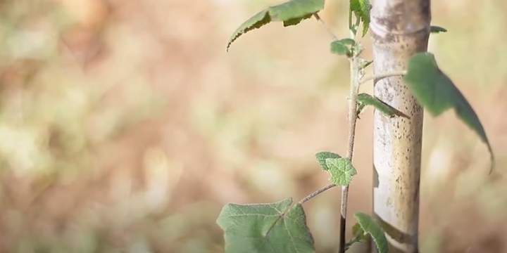 CONAF (20 jun.2016). CONAF colecta, reproduce y planta la casi extinta huella chica.