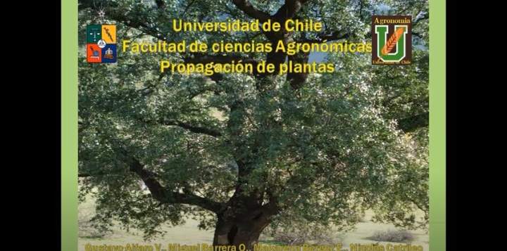 Nicolás Catrileo (10 jun. 2013). Propagación de Quillay. Universidad de Chile. Facultad de Ciencias Agronómicas