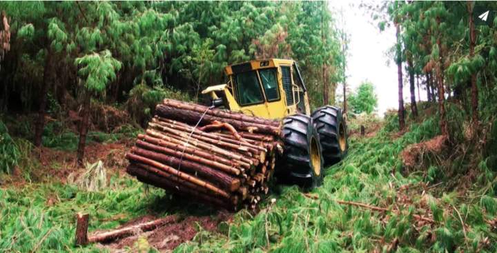 Tigercat (2013). Sistema de cosecha de plantaciones de pino Cotopaxi