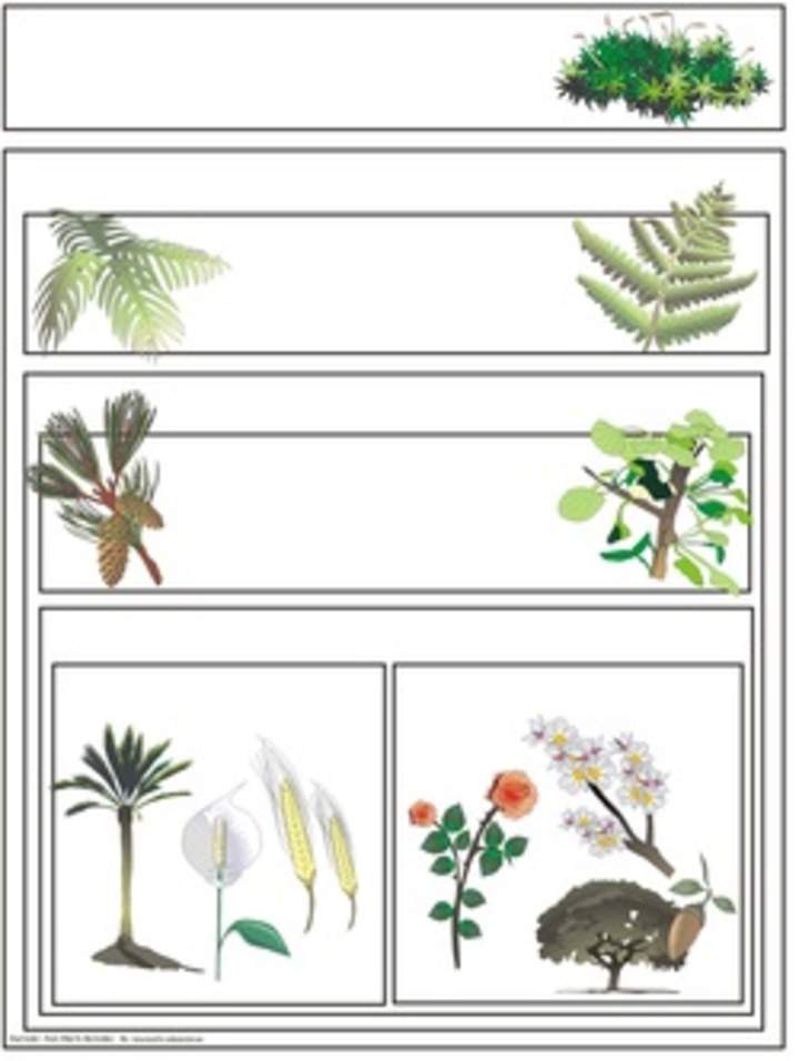 Clasificación de plantas