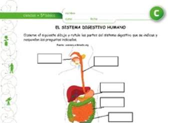 El sistema digestivo