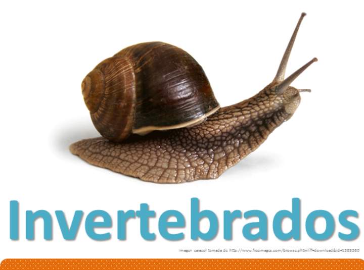 Invertebrados