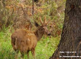 Huemul