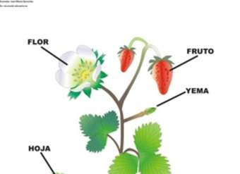 Partes de una planta con flor