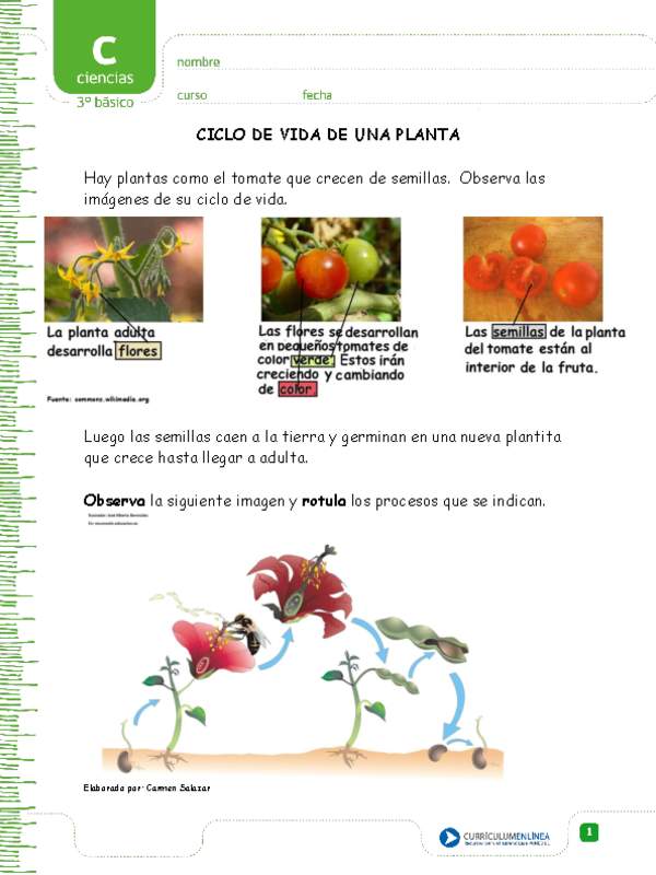 Ciclo de vida de una planta