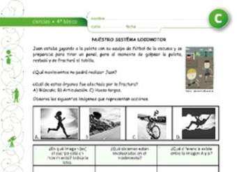 Nuestro sistema locomotor