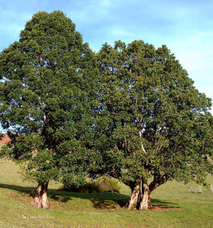 Laurelia sempervirens