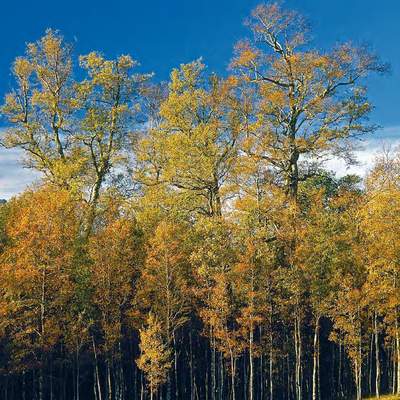 Nothofagus obliqua