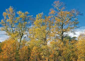 Nothofagus obliqua