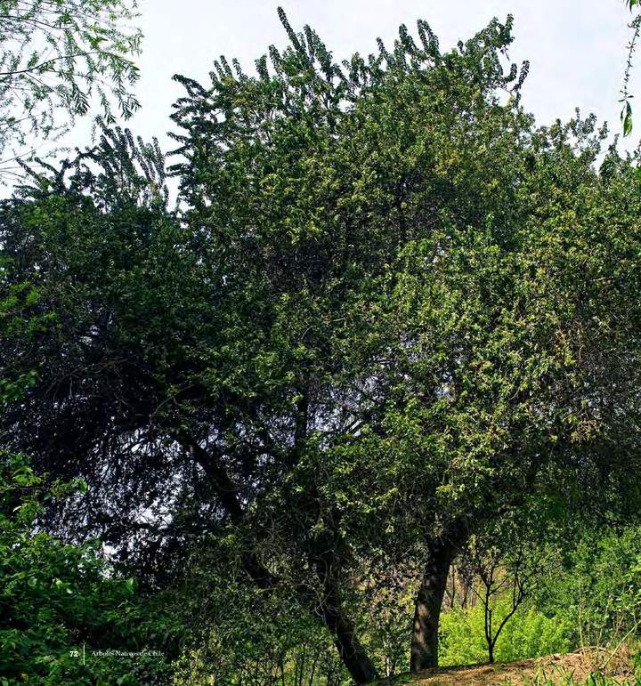 Schinus latifolia