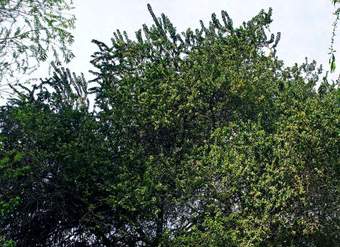 Schinus latifolia