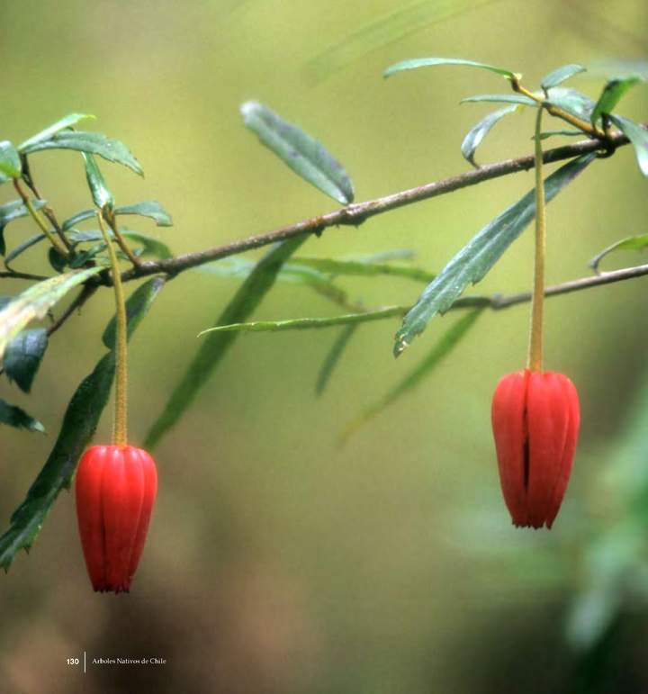 Crinodendron hookerianum