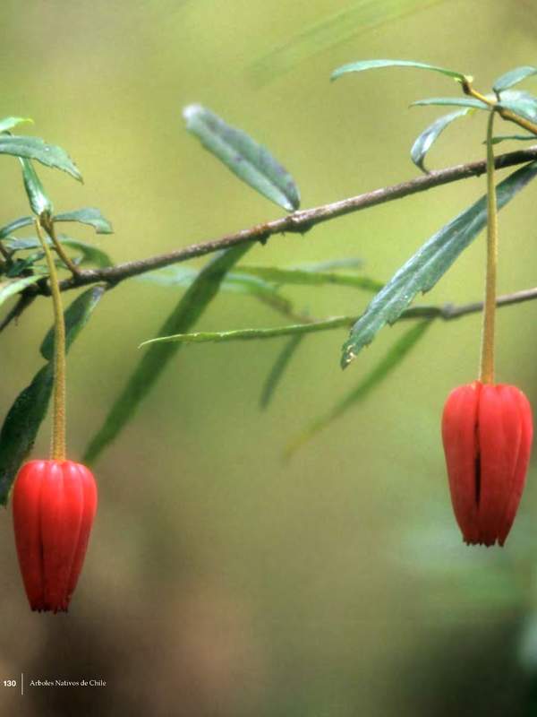 Crinodendron hookerianum