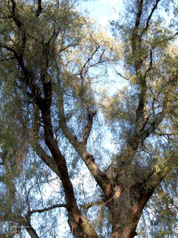 Schinus molle