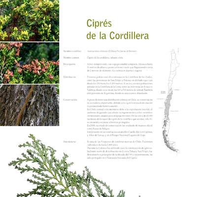 Austrocedrus chilensis